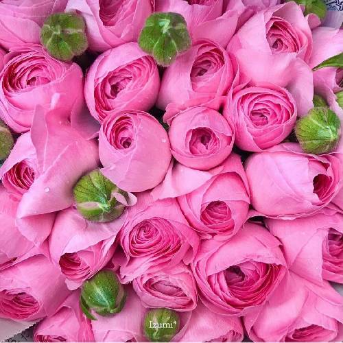 مگه جادوگری بیمه روانی پری دریایی تو هستی بهترین